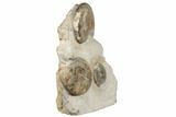 Tall Fossil Ammonite (Parkinsonia) Association - England #191732-1